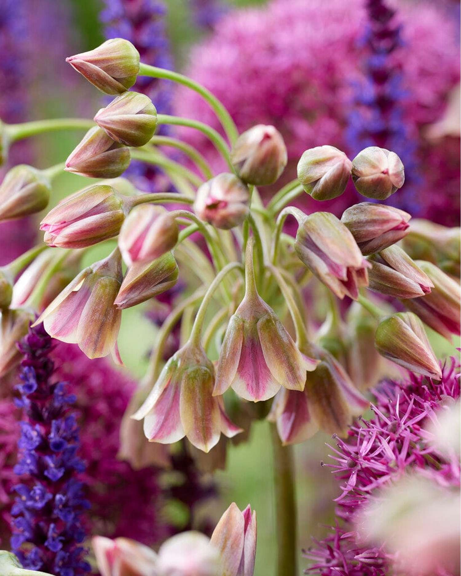 Allium 'Nectaroscordum Siculum'